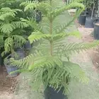 شارع الستين