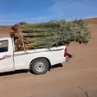 يوجد لدينا جميع انواع نخيل