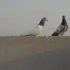 حمام باكستاني للبيع اي جواز 25 ريال