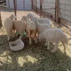 رخال وطلي تربيه