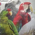 بسم الله الرحمن الرحيم يوجد اكل كروان وروز فرسلاقا وبادجي