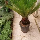 كل ما يخص الحدائق الزراعيه طبيعي وشبكات الري قص نخيل قص واشج