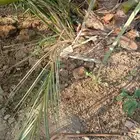 اصاني عجوه كبار