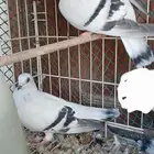 جوز بداوي وصل السوم 50 ريال والحد 80