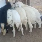 طليان ورخال ذبايح