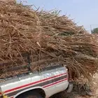 يوجد لدينا علف شب الموقع القوز