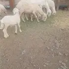 نعاج متاويم وطليان ذبايح