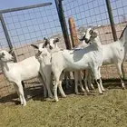 جفار بيشيات صنف انباعت