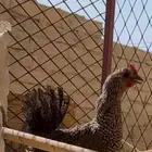 دجاج للبيع العدد5