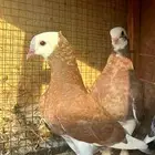 طبات إيراني - تم البيع