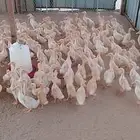 صوص بط