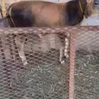 عجل بلدي للبيع على ابسوم