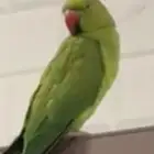 ببغاء دره هندي ذكر