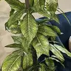 شجرة زرعة صناعي