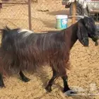 عنزين حيل فل شحم