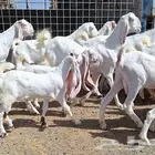 معزا هولنديات صنف منايح العدد 20 تحتها 6 للقناي