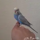 طير بادجي اليف جدآ( تم البيع)
