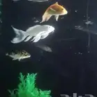 سمك كوي   قولدفيش حجم كبيى للبيع
