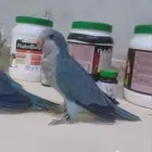 ببغاء كويكر الراهب أليف مناسب للأطفال