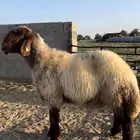 6 شياه غنم نعيم صنف معرفات فاخرة