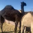 بكره حقه مقنوي طيبه جدا ابيها سهاج القحطاني