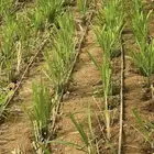 شتلات بونيكام كبير للبيع التوصيل مجاني للكميات