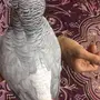 انثى كاسكو متكلمه و جاهزه