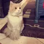 قطة للبيع 