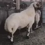 فحل نعيم معرف ومنتج 