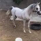 خيل عربي اصيل