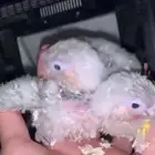 فروخ كنيور ماشاءالله