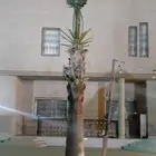نخل للبيع زينه واشنطني وعربي مثمر