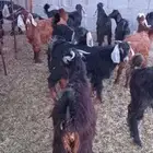 تيوس للبيع