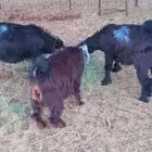 تيوس  للبيع