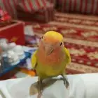 طير روز هدد اليف جدا