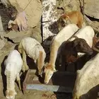 ضان صمع للبيع