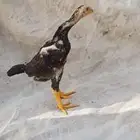 هزاز شامو للبيع
