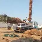 نخيل لبيع