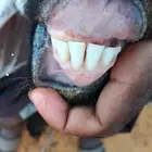 عنزه رباعيه