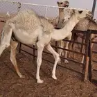 حشو لبانيه فاخرة بريه
