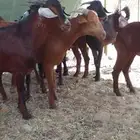 للبيع تيوس مخاصي