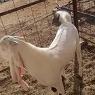 للبيع تيس مطور العمر 4 شهور