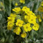 بذور اليهق الاصفر