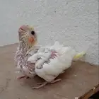 فرخ كروان لاتينو عين حمرا ( تم البيع )