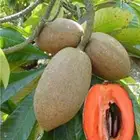شتلات mamey sapoteوشتلات شمعة حمل حرارة شديد ونادر