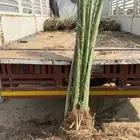 سلام عليكم يوجدلدي جميع انواع النخل عربي واشنطني واسعارتناسب