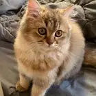 قطه شيرازي للبيع