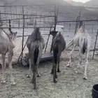 قعدان