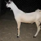 فحل اكحل بيشي فاخر من الاخر (تم البيع)