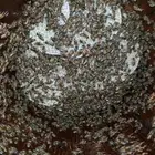 نحل بلدي للبيع